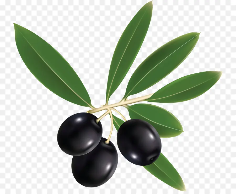 Branche D'olivier，Olive PNG