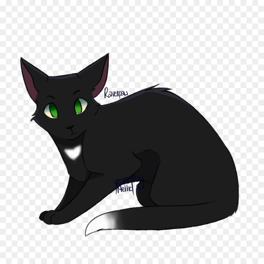 Chaton，Chat Noir PNG