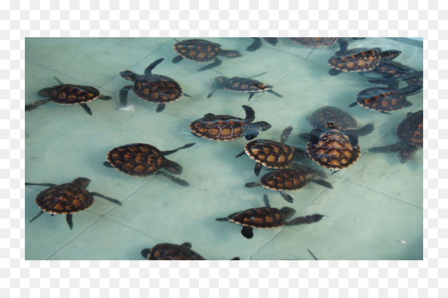 Tortues Boîtes，Tortue PNG