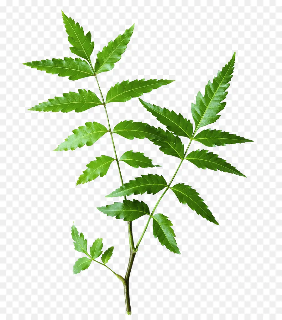 Arbre De Neem，Compagnie De Drogue De L Himalaya PNG