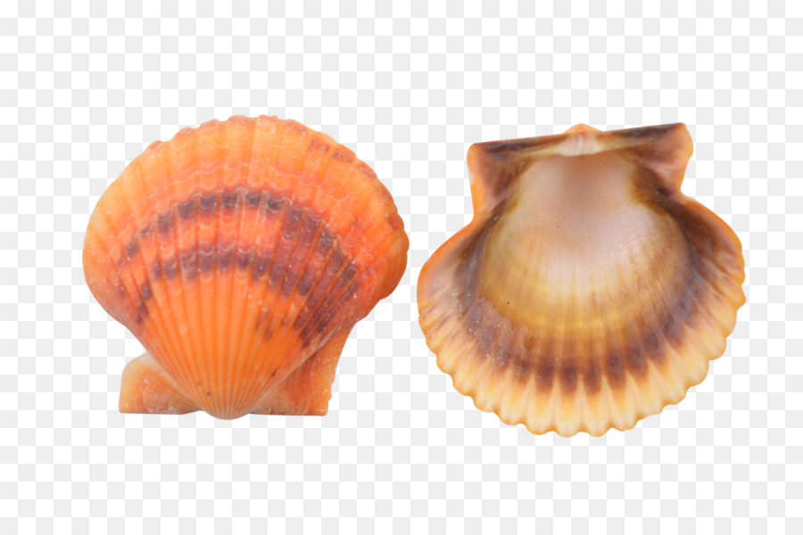 Coquille D'escargot，Coquille PNG