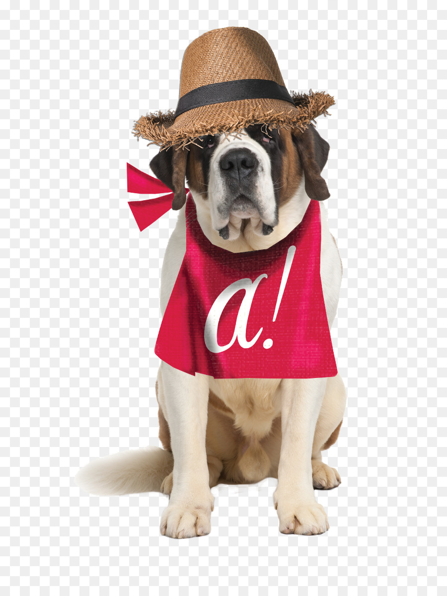 Chien Avec Chapeau，Saint Bernard PNG