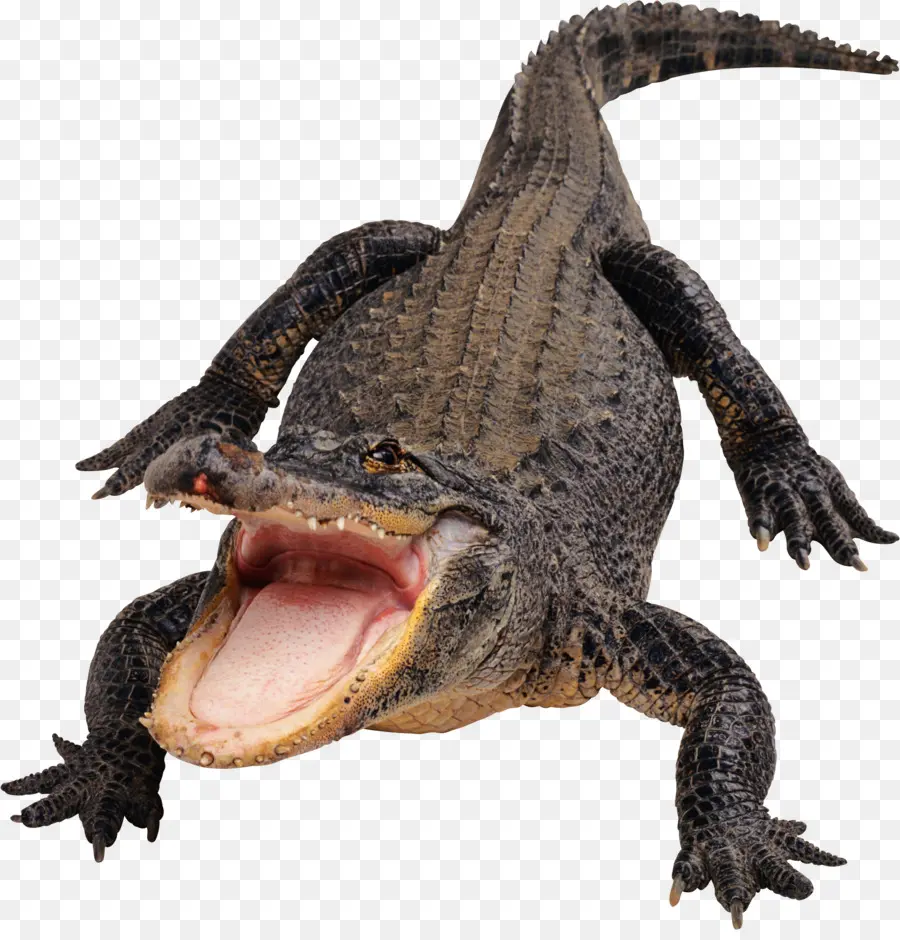 Alligator，Reptile PNG