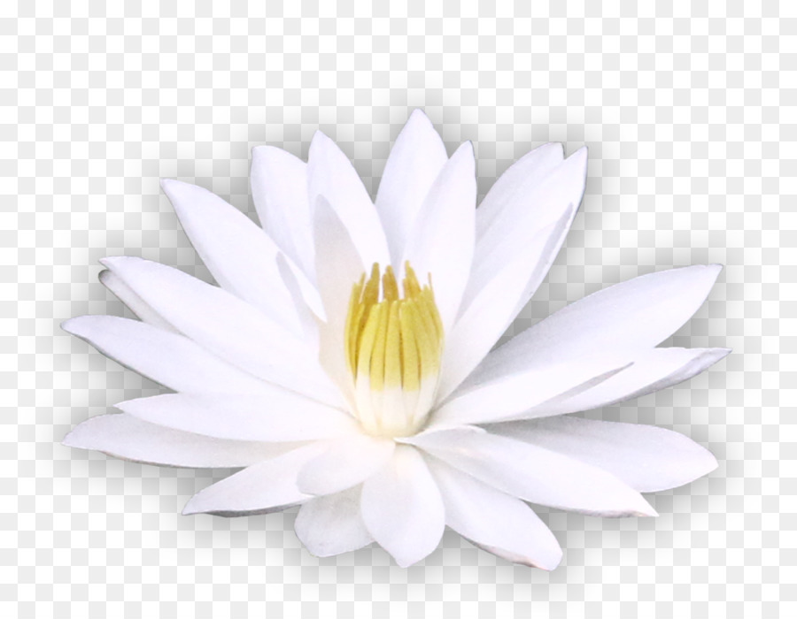 Fleur Blanche，Fleurir PNG