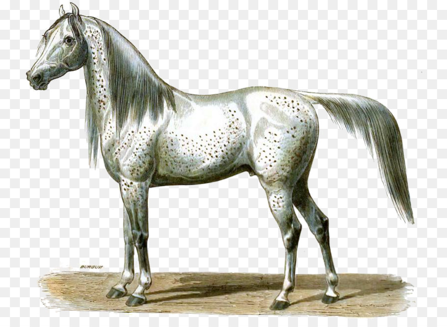 Cheval，Esquisser PNG