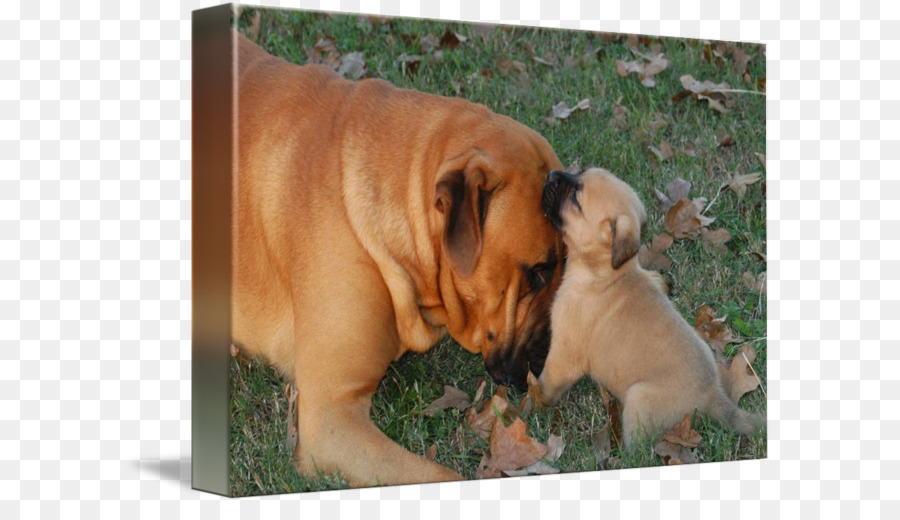 Jouet Bulldog，Dorset Olde Tyme Bulldogge PNG