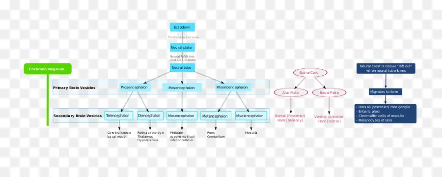 Le Développement Du Système Nerveux，L Homme De L Embryogenèse PNG