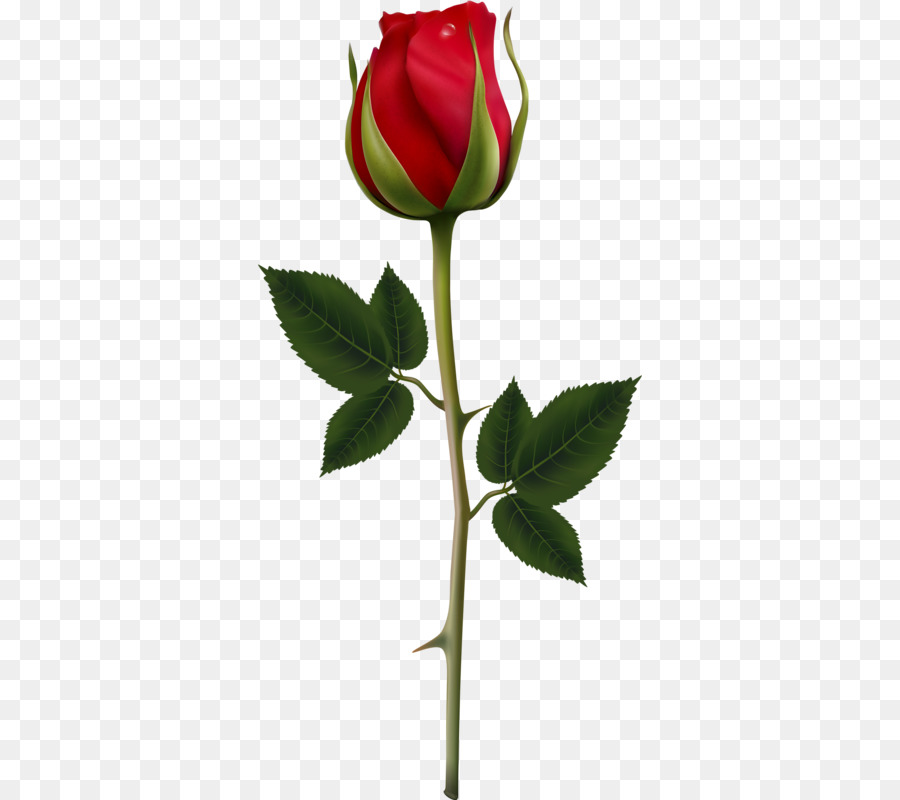 Rose，Rouge PNG