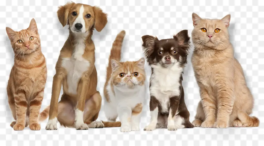 Animaux De Compagnie，Chiens PNG