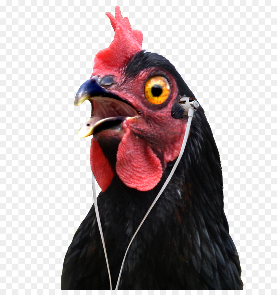 Coq，Poulet PNG