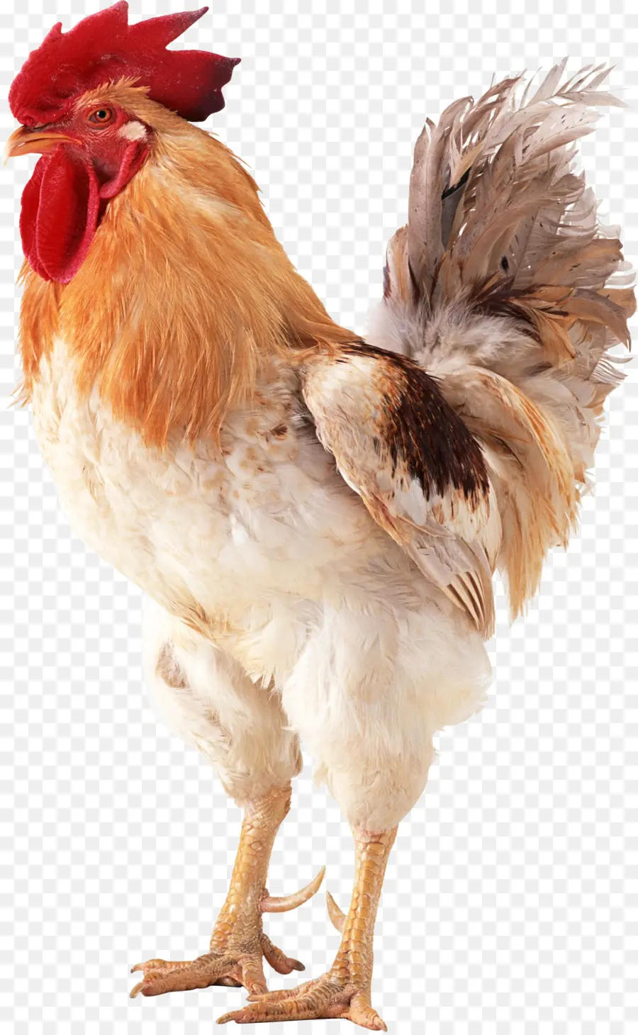 Brahma Poulet，Coq PNG