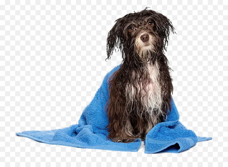 Chien Mouillé，Bain PNG