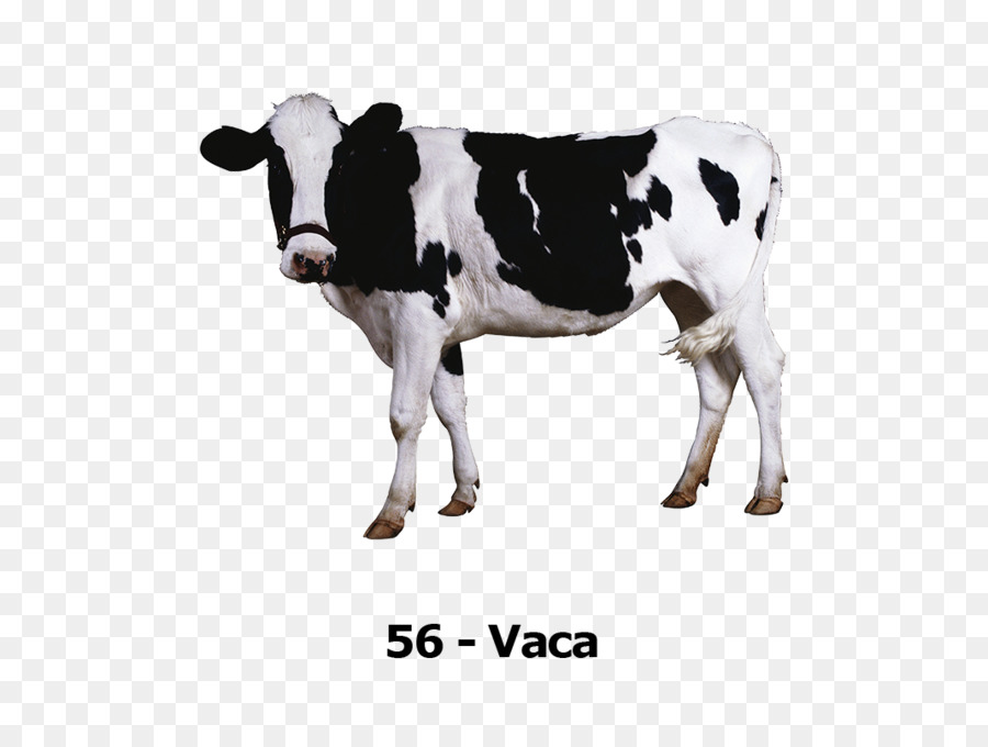 Vache，Noir Et Blanc PNG