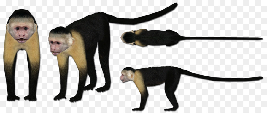 Chat，Singe PNG