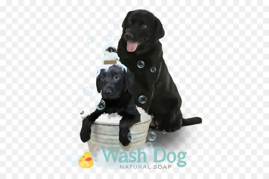 Chiens à Bath，Bain PNG