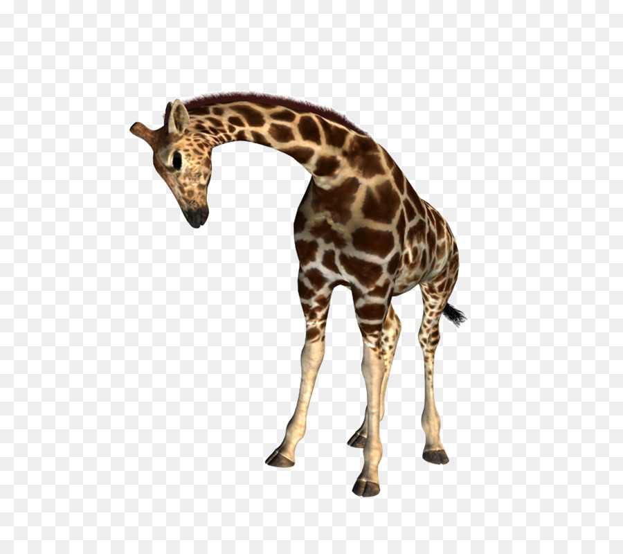 Girafe，Faune PNG