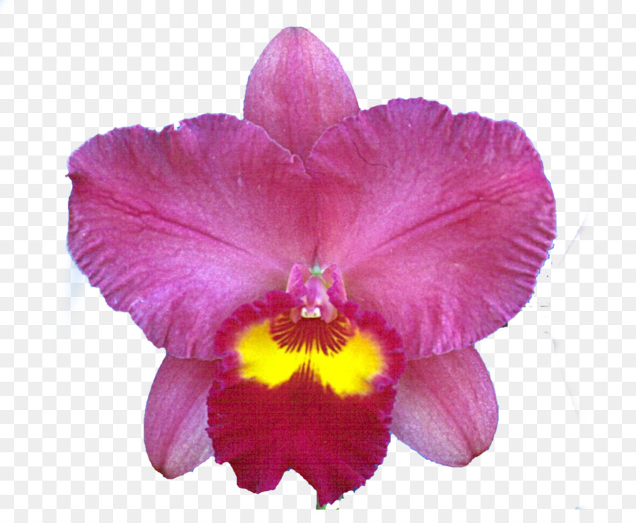 Noël Orchidée，Cattleya Cramoisi PNG