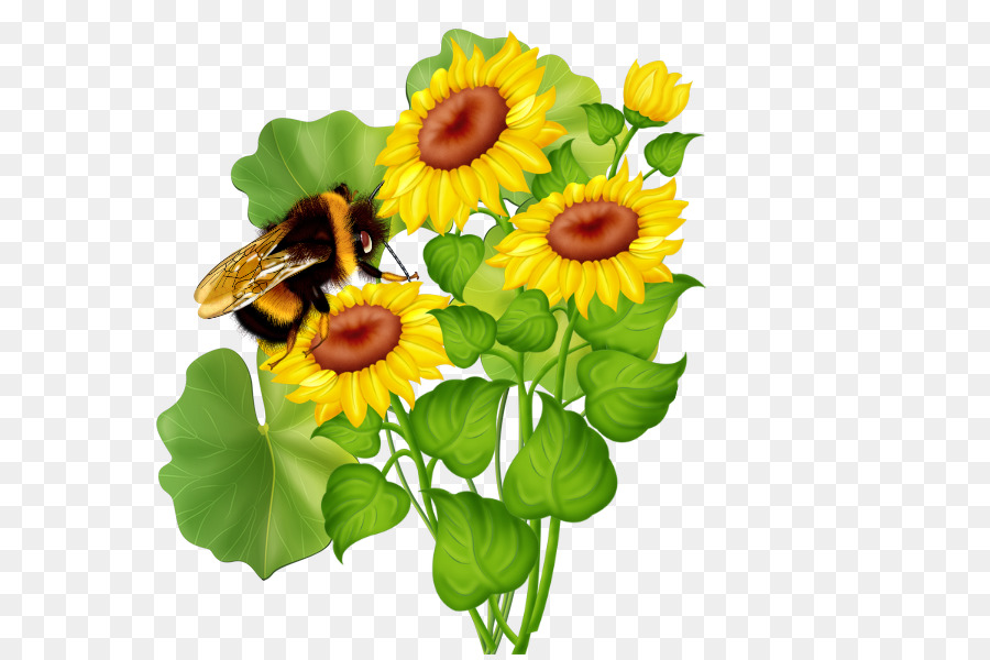 Commune De Tournesol Fleur Les Fleurs Coupées Png