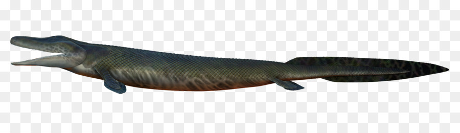Les Poissons，Animal PNG
