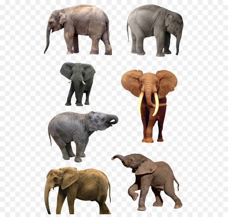 Éléphants，Troupeau PNG