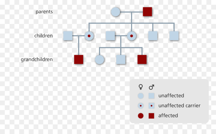 Tableau Généalogique，Génétique PNG