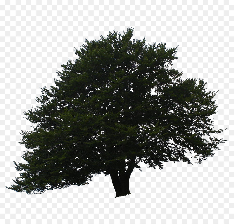 Arbre Vert，Feuilles PNG