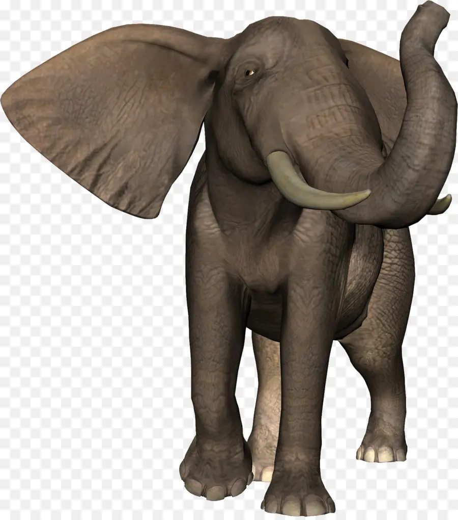 Éléphant，Défenses PNG