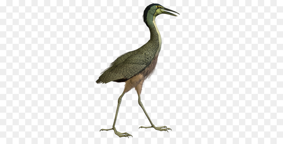 Oiseau，Grue PNG
