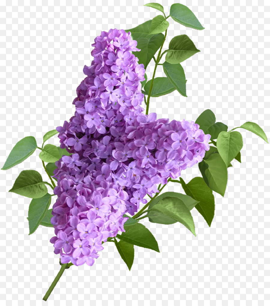 Fleurs Violettes，Lilas PNG