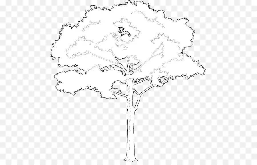 Aperçu De L'arbre，Contour PNG