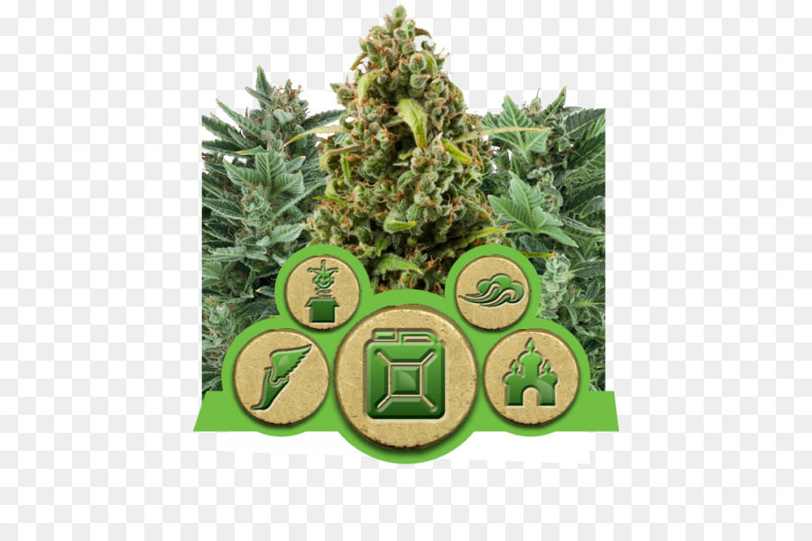 Cannabis Sativa，De Cannabis Auto Floraison PNG