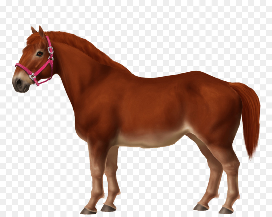 Cheval，équidé PNG