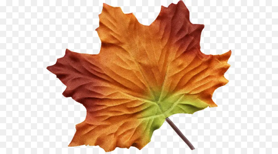 Feuille D'automne，Automne PNG