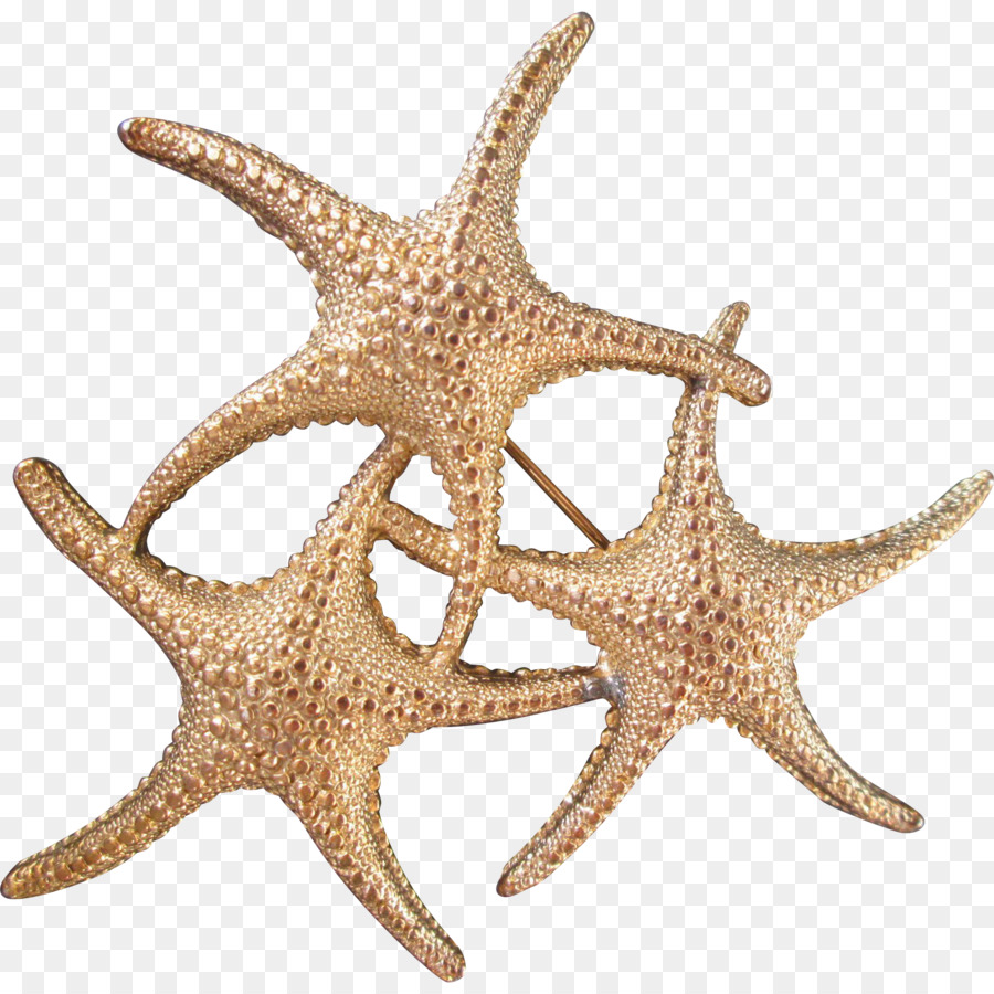 Les étoiles De Mer，Des échinodermes PNG