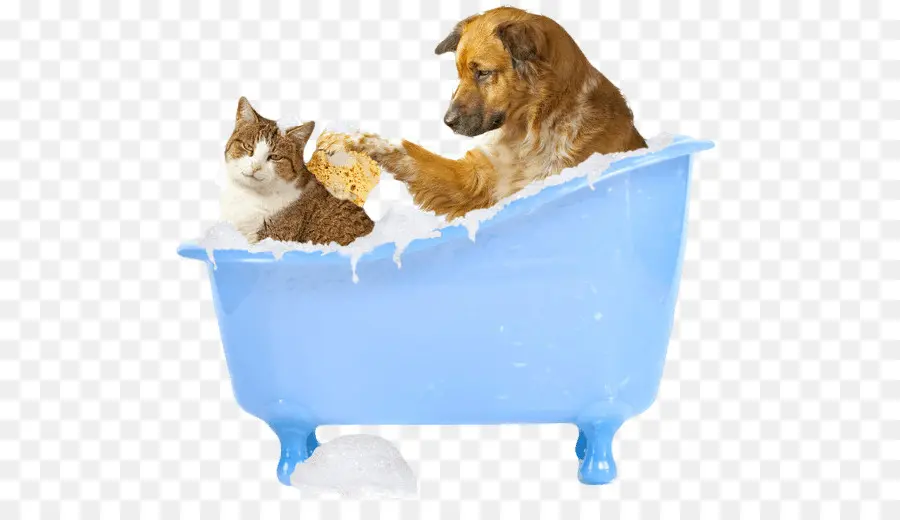 Chien Et Chat Dans La Baignoire，Bain PNG