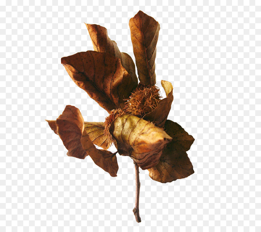 Feuille，Photoscape PNG