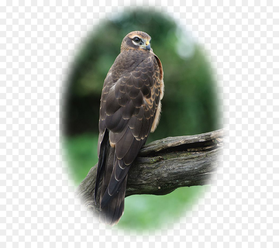Hawk，Circinae PNG