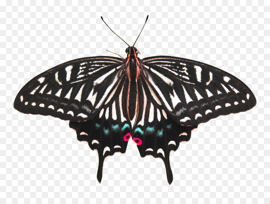 Papillon，Insecte PNG