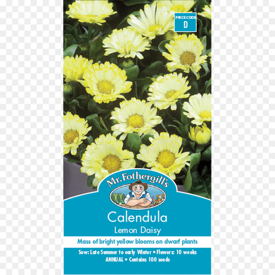 Chrysanthème，Calendula Officinalis PNG