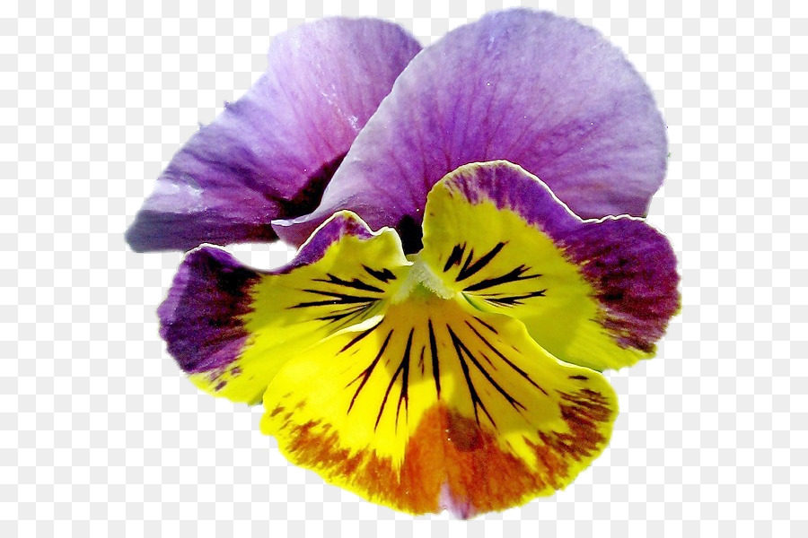 Fleurs Violettes，Fleurir PNG