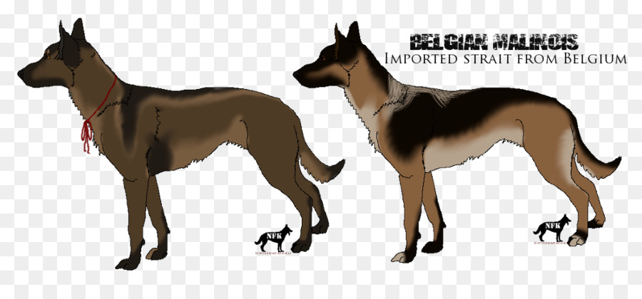 Malinois Belge，Importé PNG