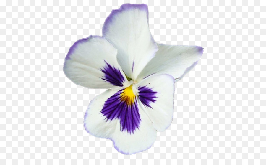 Fleurs Violettes，Fleurir PNG