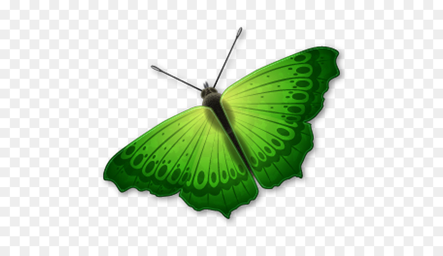 Papillon Vert，Ailes PNG