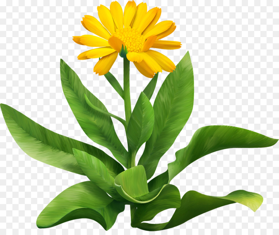 Fleur，Commune De Daisy PNG