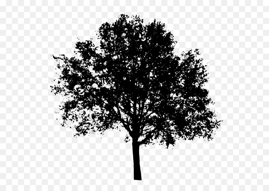 Silhouette D'arbre，Noir PNG