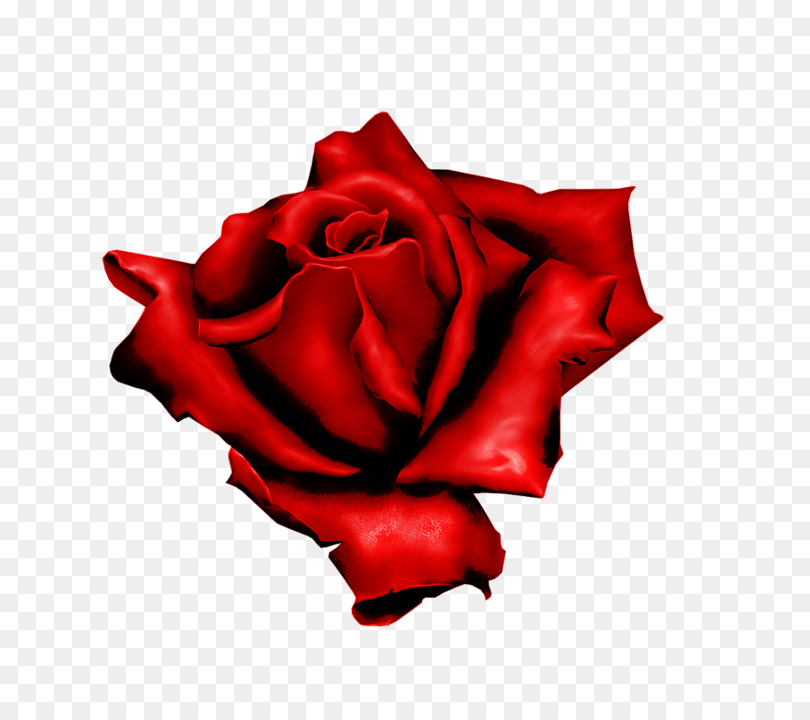 Les Roses De Jardin，Rose PNG