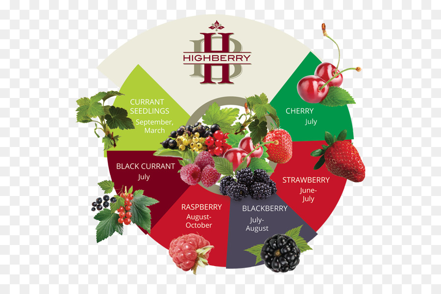 Berry，Boysenberry PNG