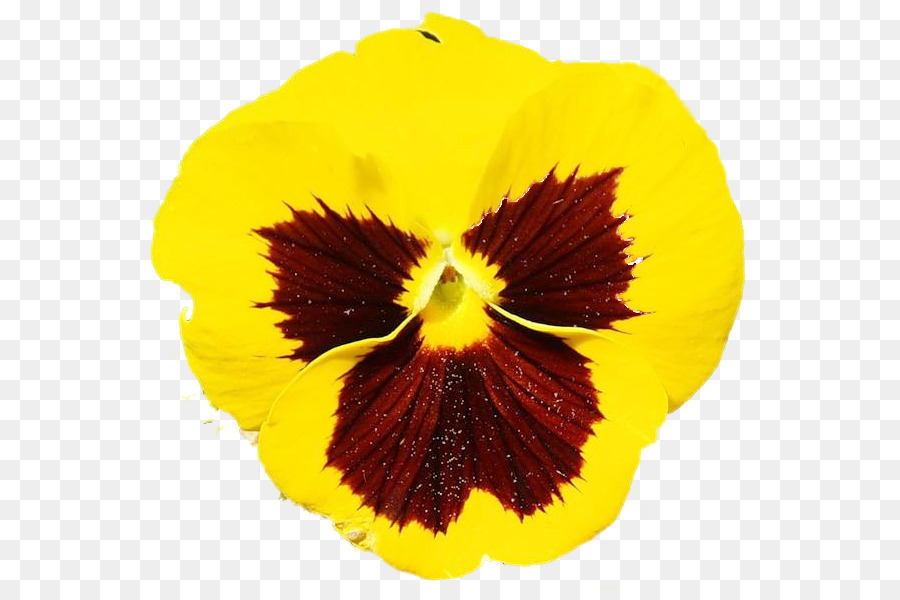 Fleur Jaune，Pétales PNG