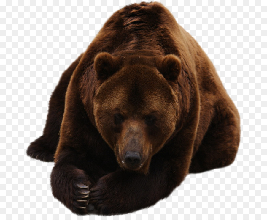 Grizzli，L Ours Brun PNG
