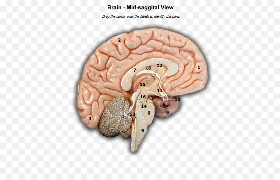 Diagramme Du Cerveau，Cerveau PNG